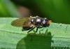 Cheilosia pagana
